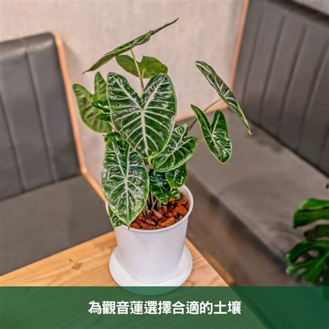 觀音蓮品種|觀音蓮的品種：從美麗到珍稀的魅力之旅 – 植物盆栽綠寶典